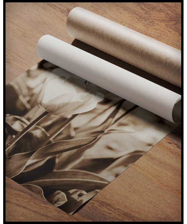 Ein Poster von mehreren Tulpen mit Sepiafilter, gerollt auf einer Holzoberfläche liegend