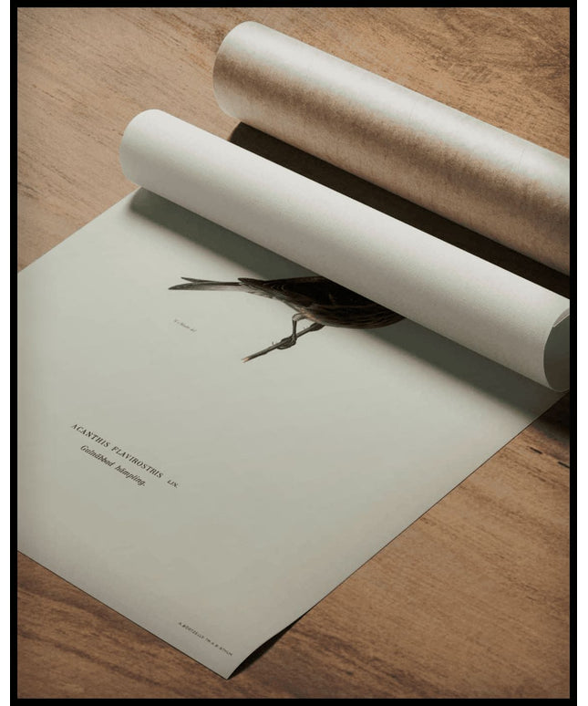 Acanthis Flavirostris Poster