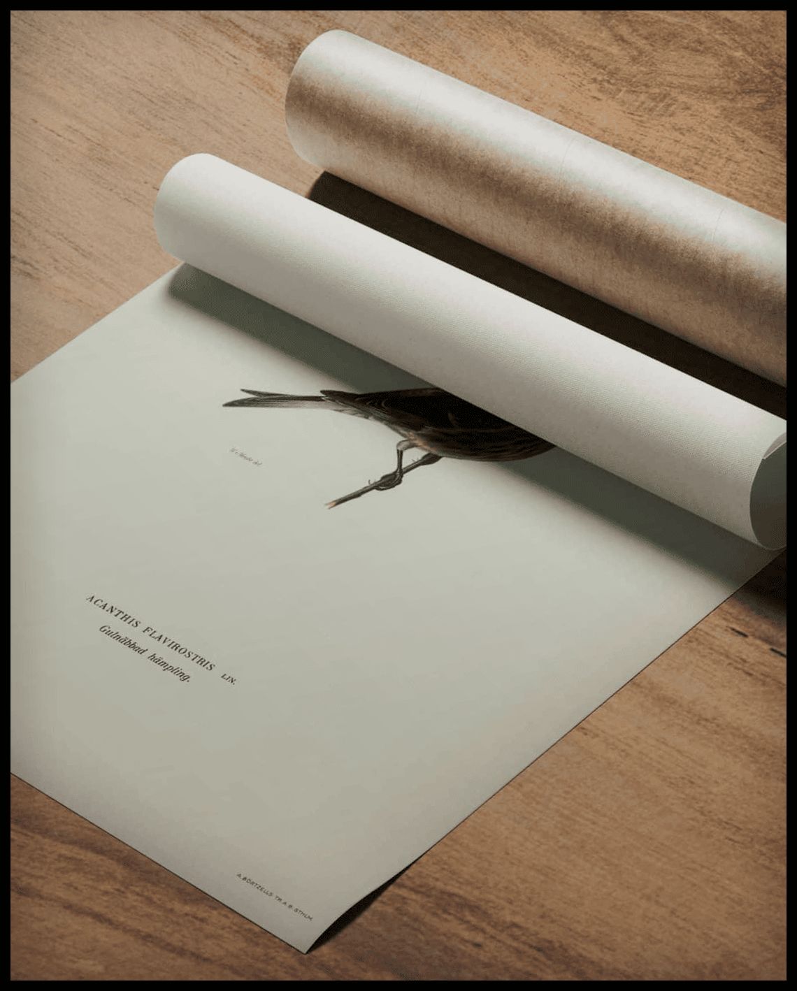 Acanthis Flavirostris Poster
