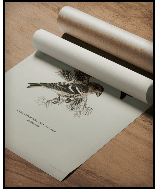 Loxia Bifasciata Poster