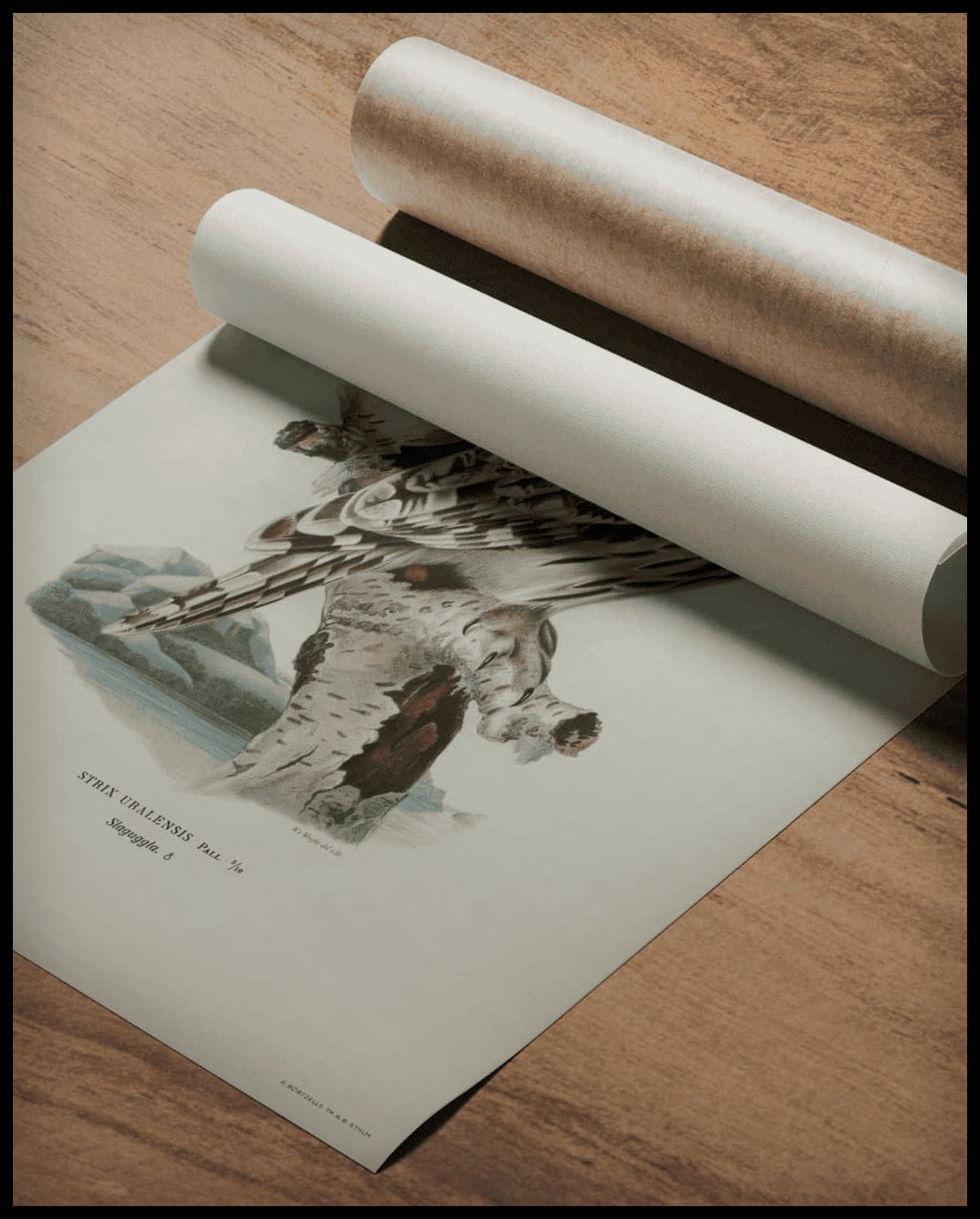 Strix Uralensis Poster