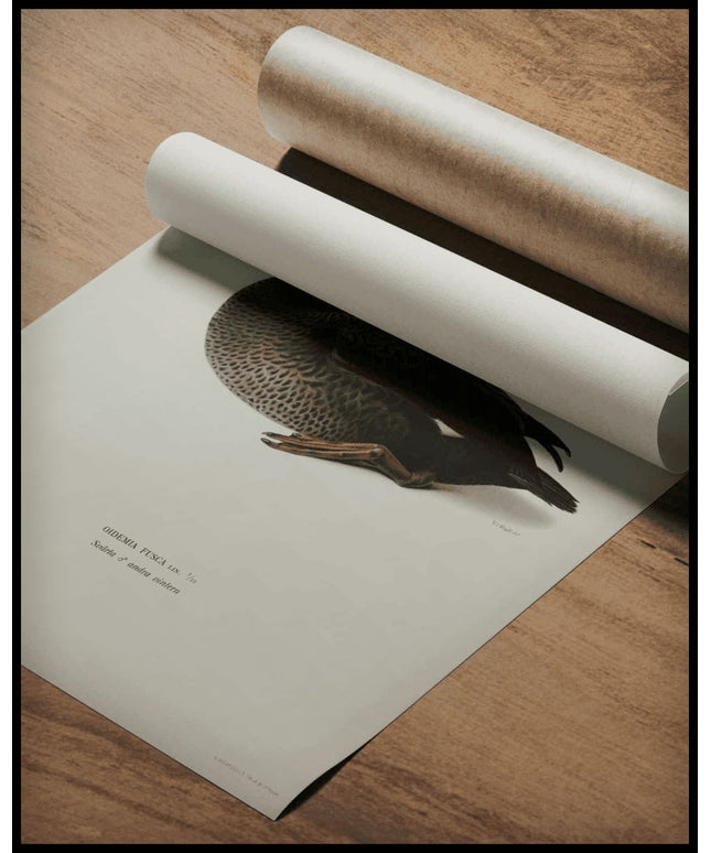 Oidemia Fusca Poster