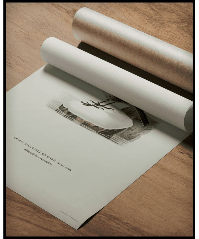 Anthus Rupestris Poster