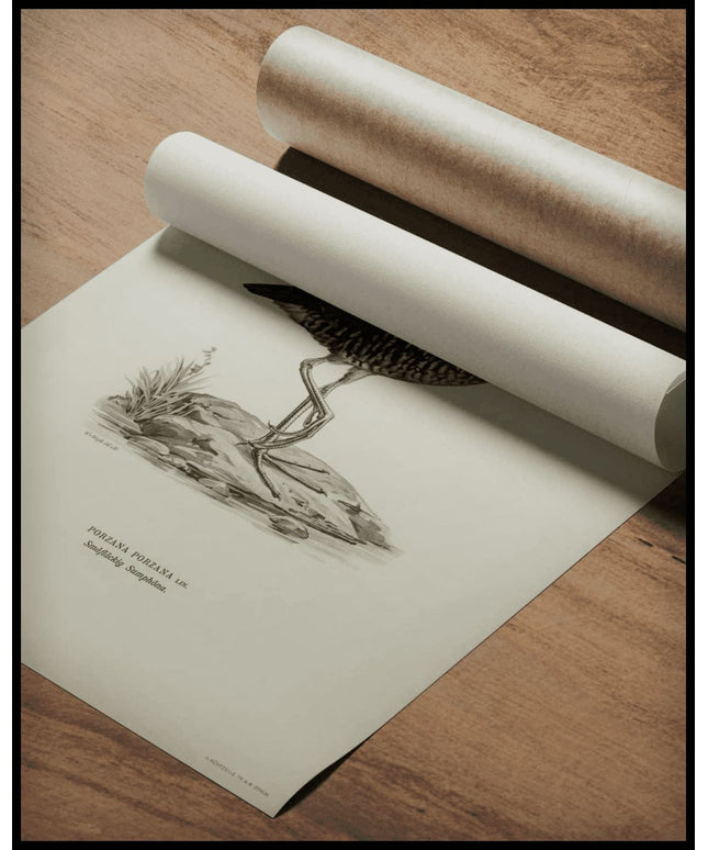 Porzana Porzana Poster