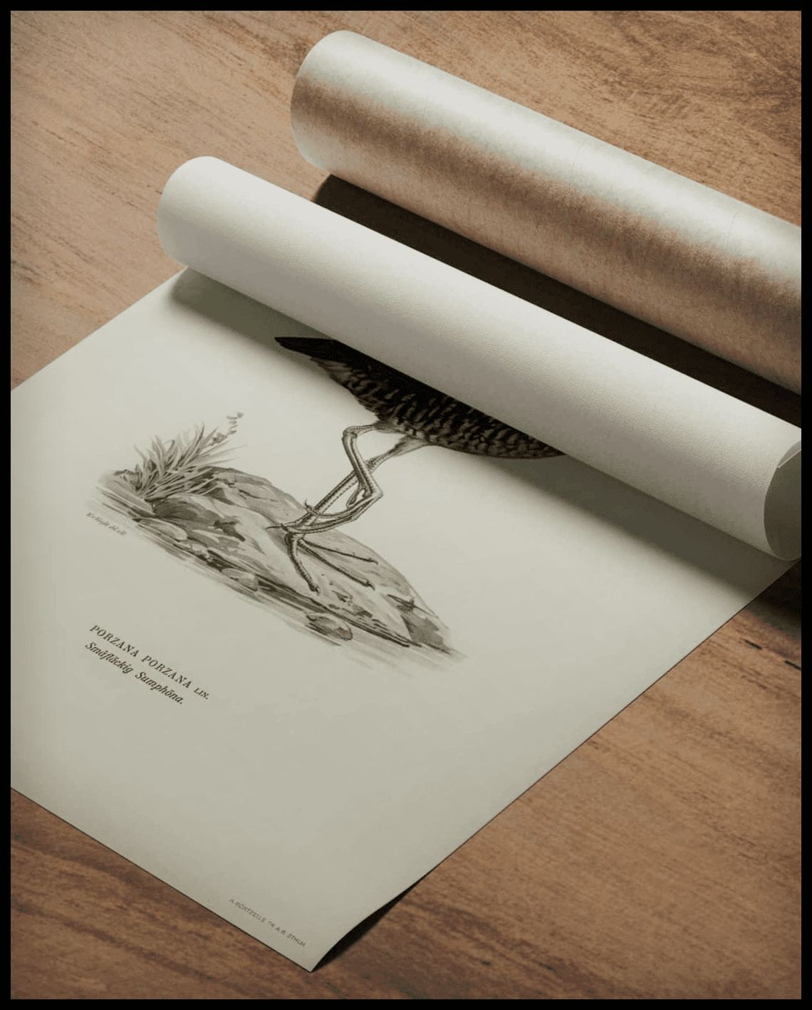Porzana Porzana Poster