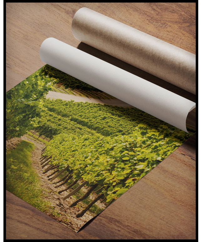 Ein Poster von einer Straße, die durch hellgrüne Weinberge führt, gerollt auf einer Holzoberfläche liegend
