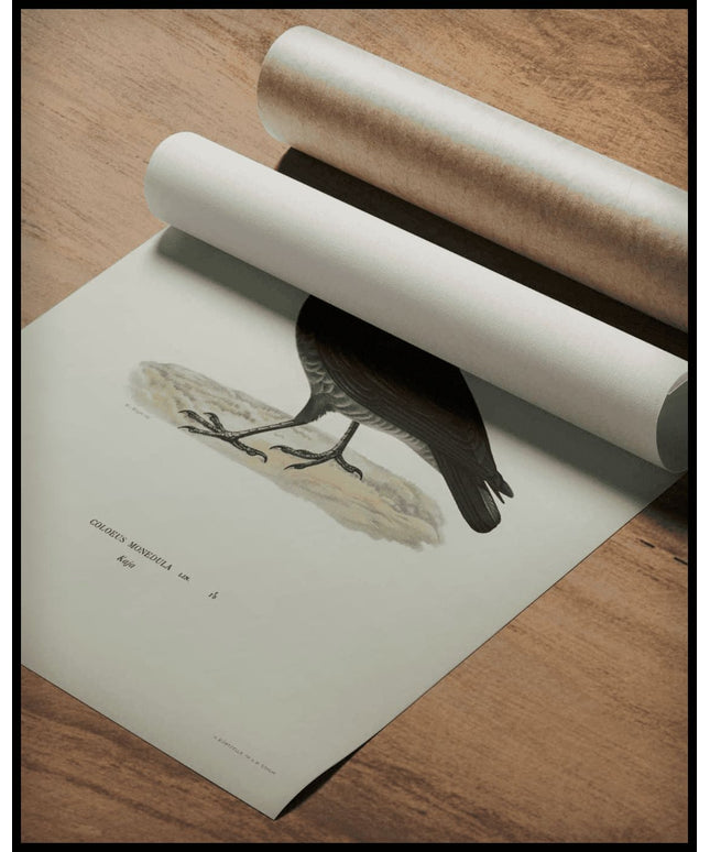 Coloeus Monedula Poster