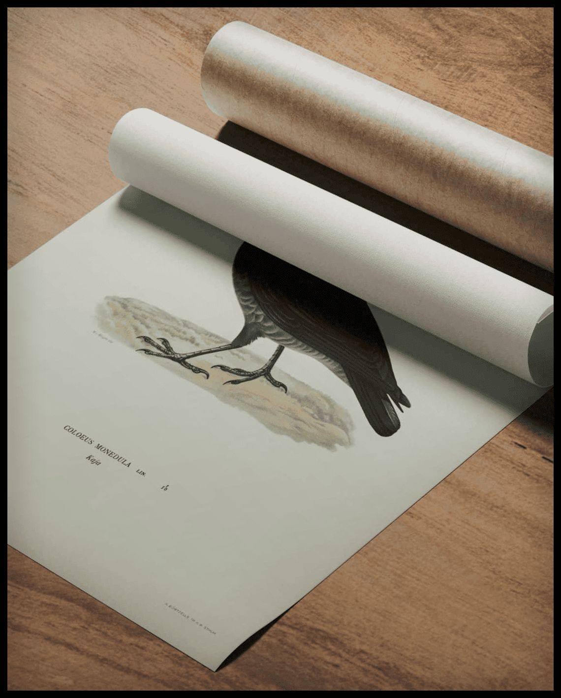Coloeus Monedula Poster