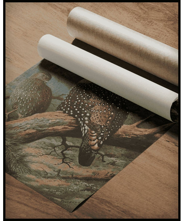 Schwarzkopftragopan Poster