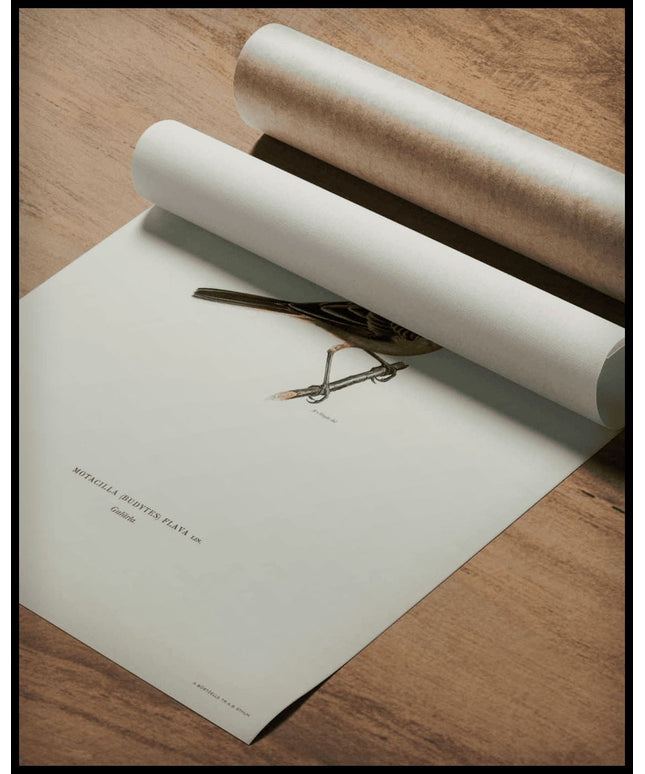 Motacilla Flava Poster