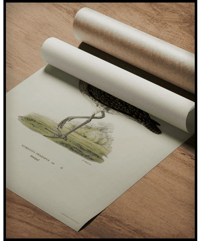 Numenius Phaeopus Poster