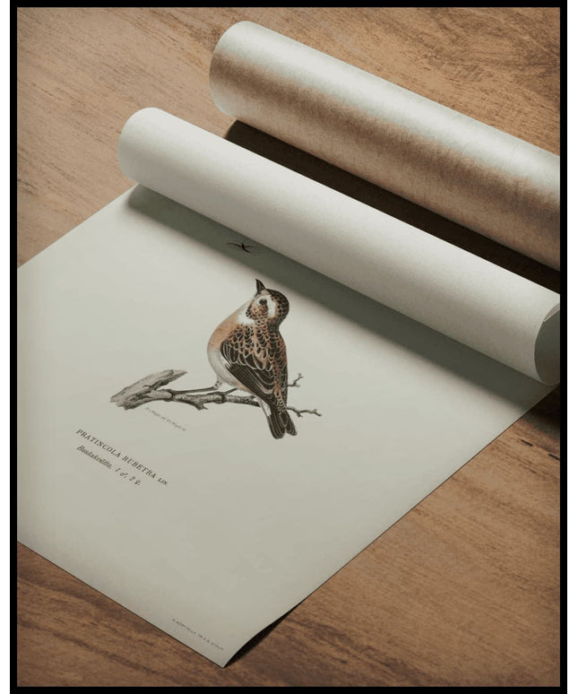 Pratincola Rubetra Poster