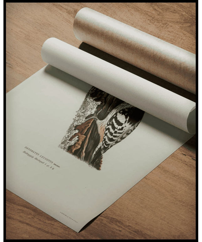 Dryobates Leucotus Poster