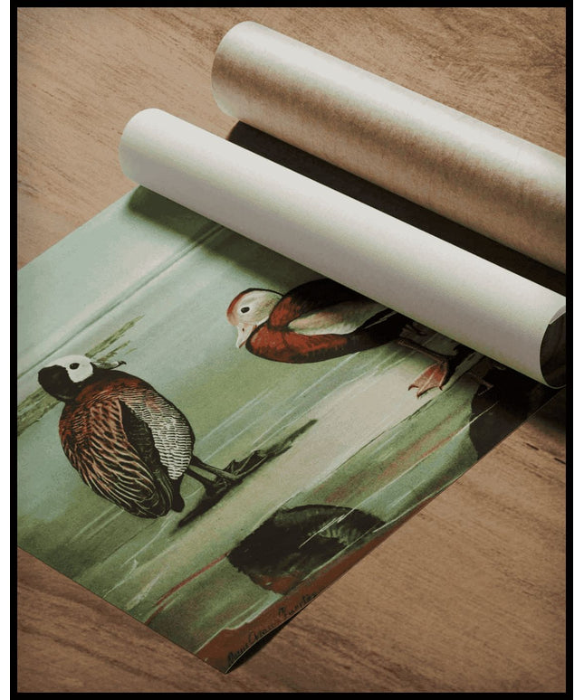 Rotschnabel-Pfeifgans Poster