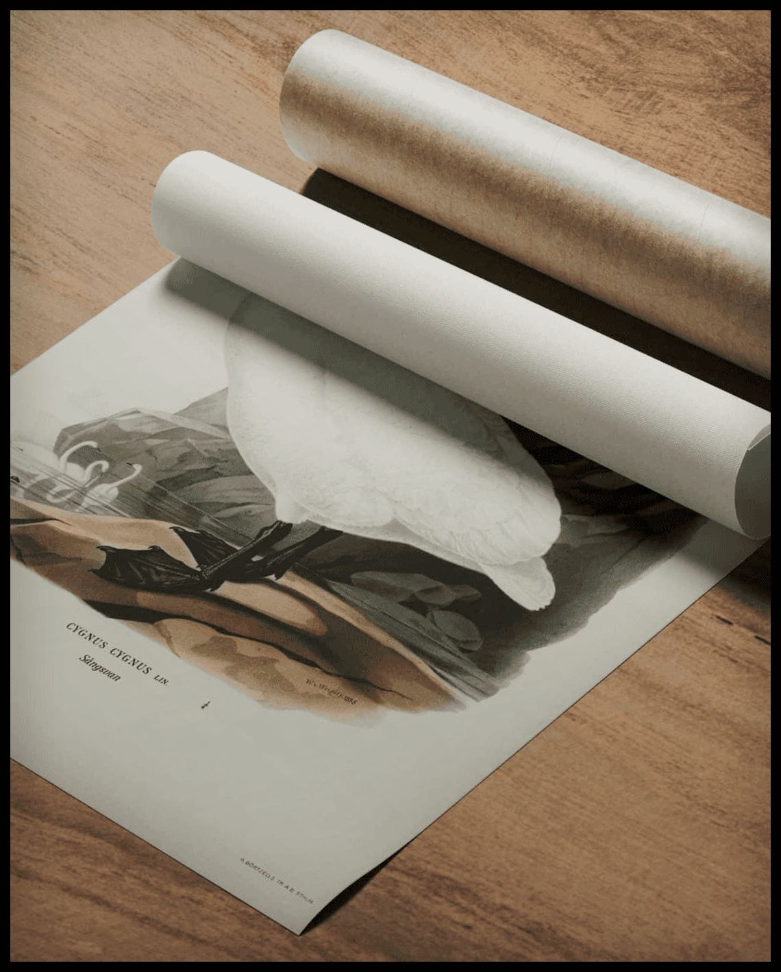 Cygnus Cygnus Poster