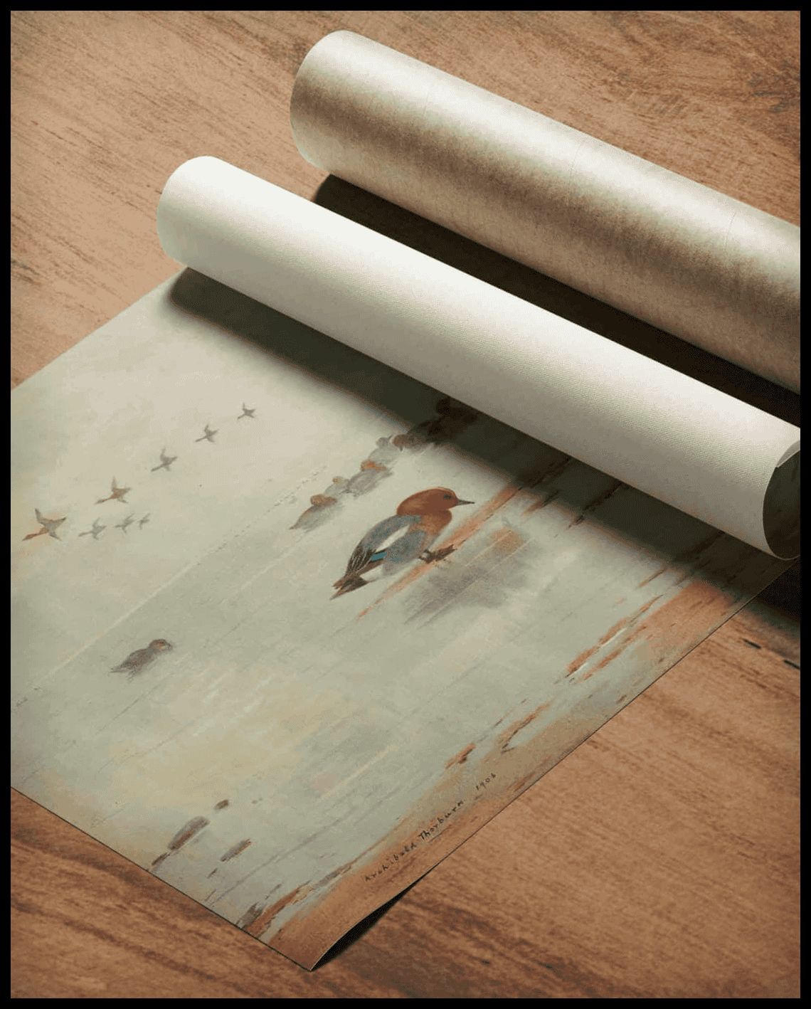 Mareca Poster