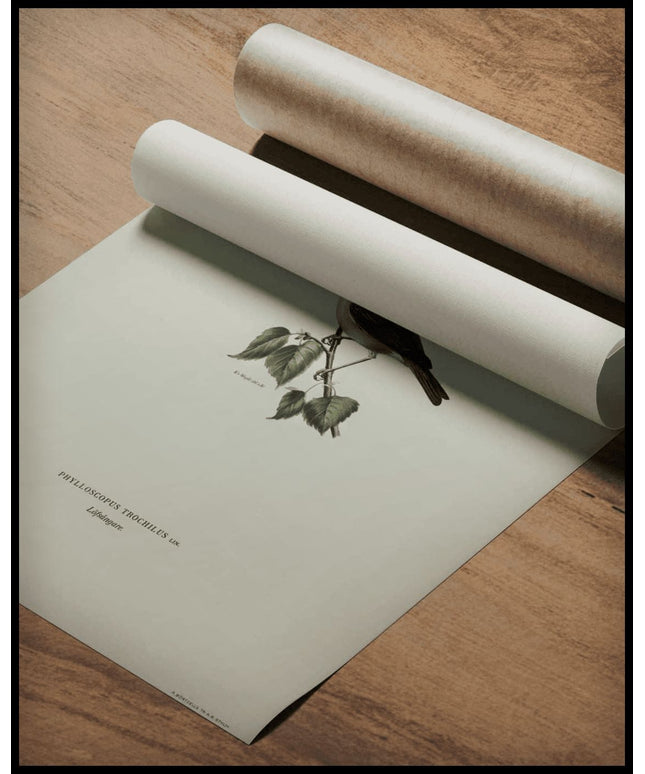 Phylloscopus Trochilus Poster