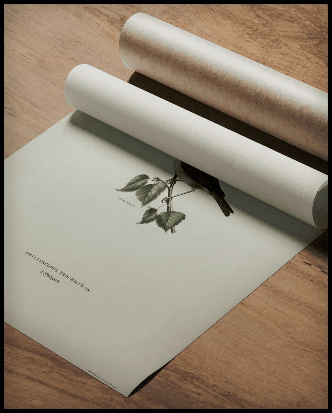 Phylloscopus Trochilus Poster