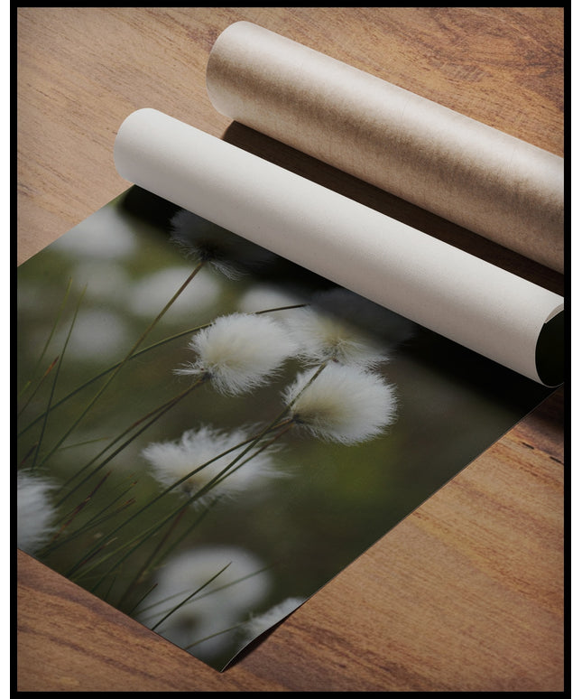 Ein Poster von Wollgras das sich im Wind bewegt, gerollt auf einer Holzoberfläche liegend