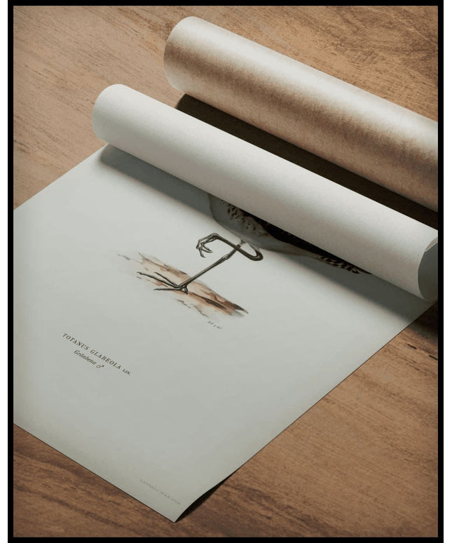 Totanus Glareola Poster