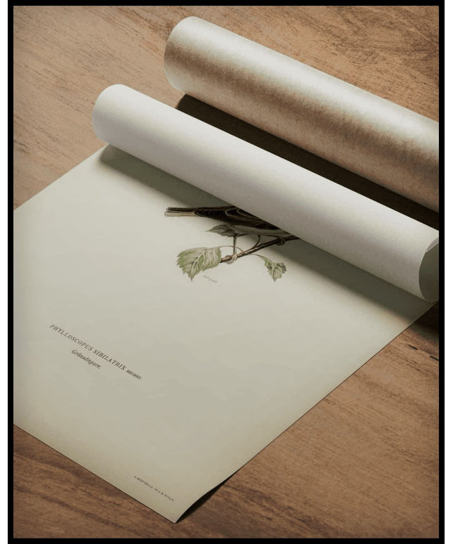 Phylloscopus Sibilatrix Poster