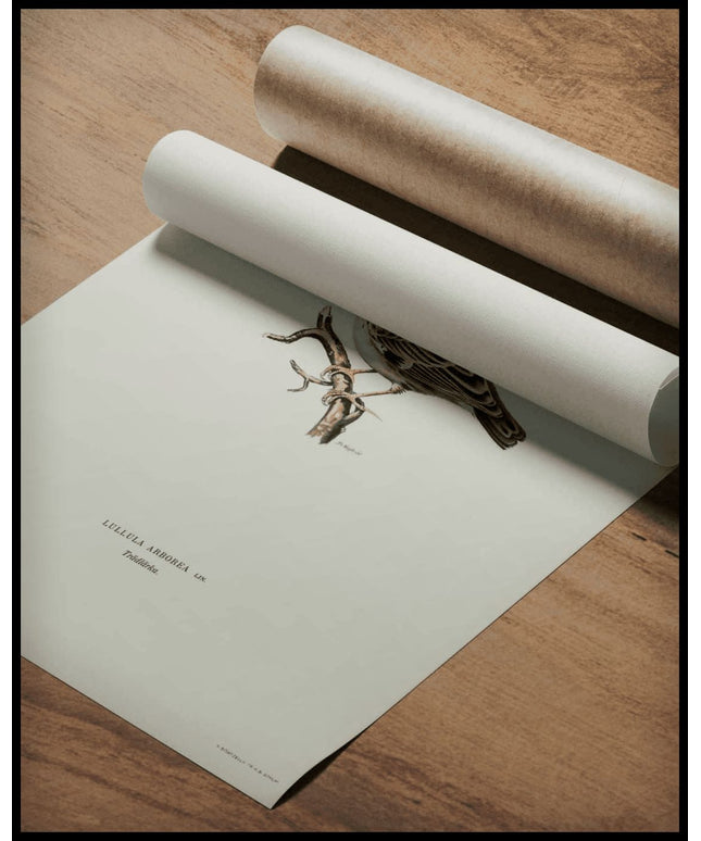 Lullula Arborea Poster