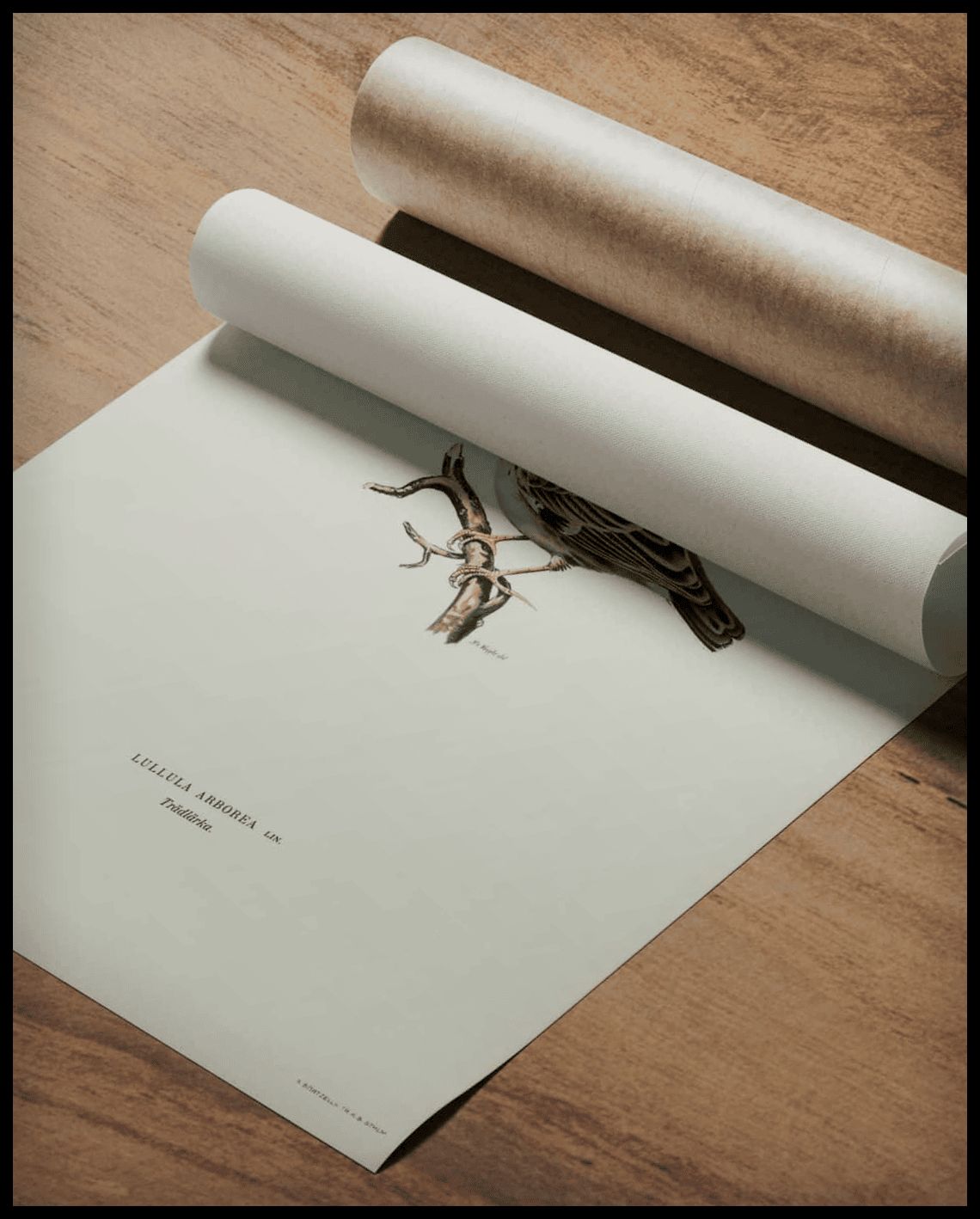 Lullula Arborea Poster