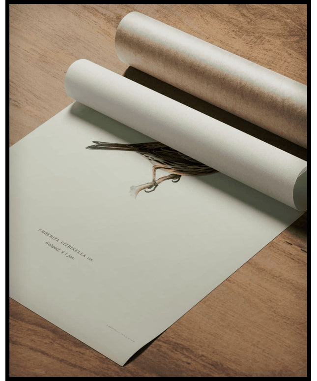 Emberiza Citrinella Poster