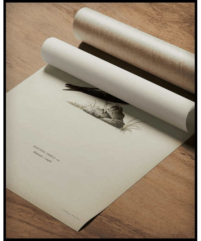 Hirundo Urbica Poster