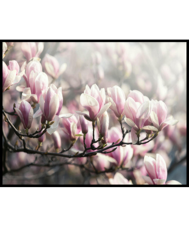 Ein Poster von zartrosa Blüten an einem blühenden Baumzweig, die von weichem Licht umhüllt sind.