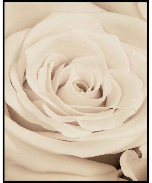 Ein Poster von einer cremefarbenen Rose in Nahaufnahme.