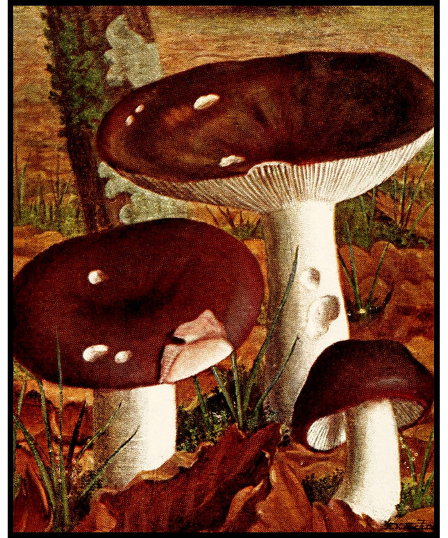 Russula Cyanoxantha