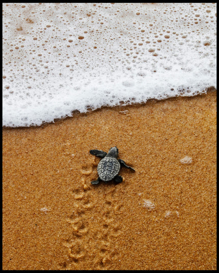 Ein Poster von einer Baby Schildkröte am Strand, die auf dem Weg zum Wasser ist.