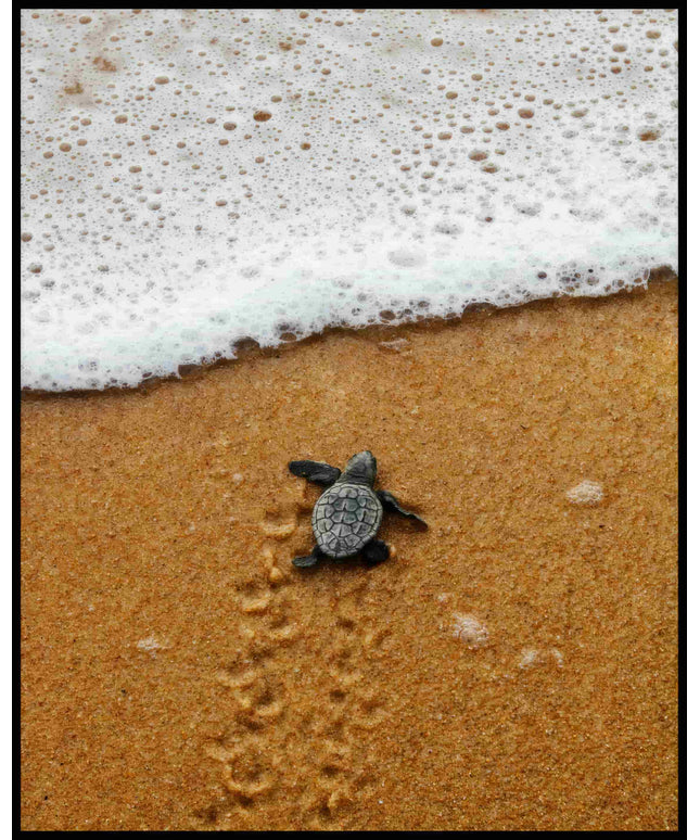 Ein Poster von einer Baby Schildkröte am Strand, die auf dem Weg zum Wasser ist.