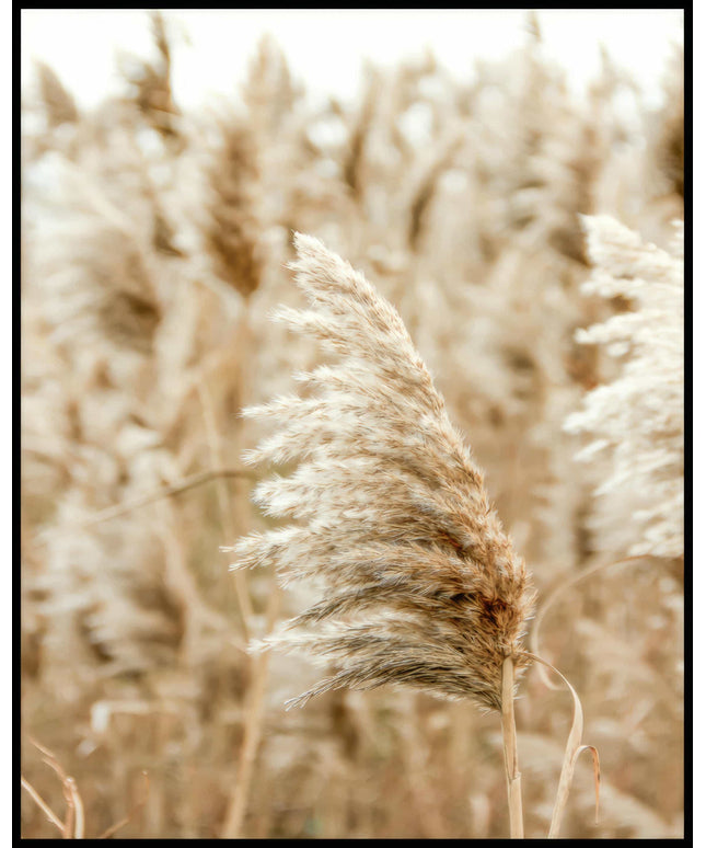 Ein Poster einer Nahaufnahme von einer Getreidepflanze, die sich im Wind bewegt.