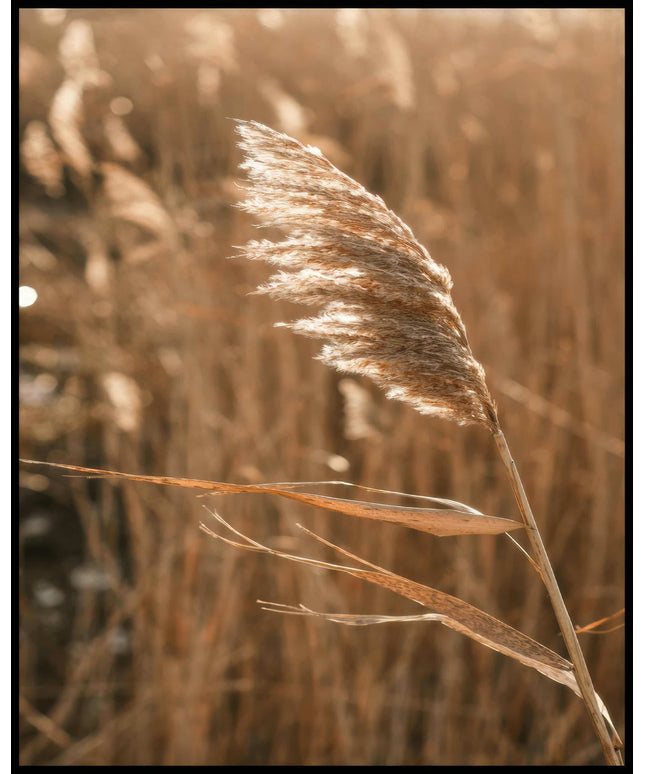 Ein Poster einer Nahaufnahme von einer Getreidepflanze, die sich im Wind bewegt.
