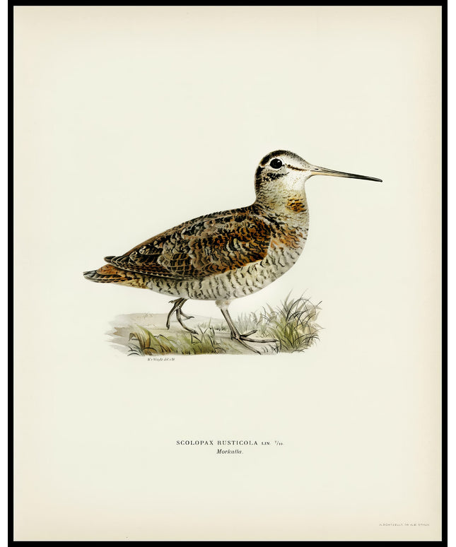 Scolopax Rusticola Poster