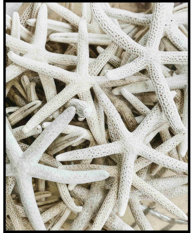 Ein Poster einer Nahaufnahme von vielen weißen Seesternen.