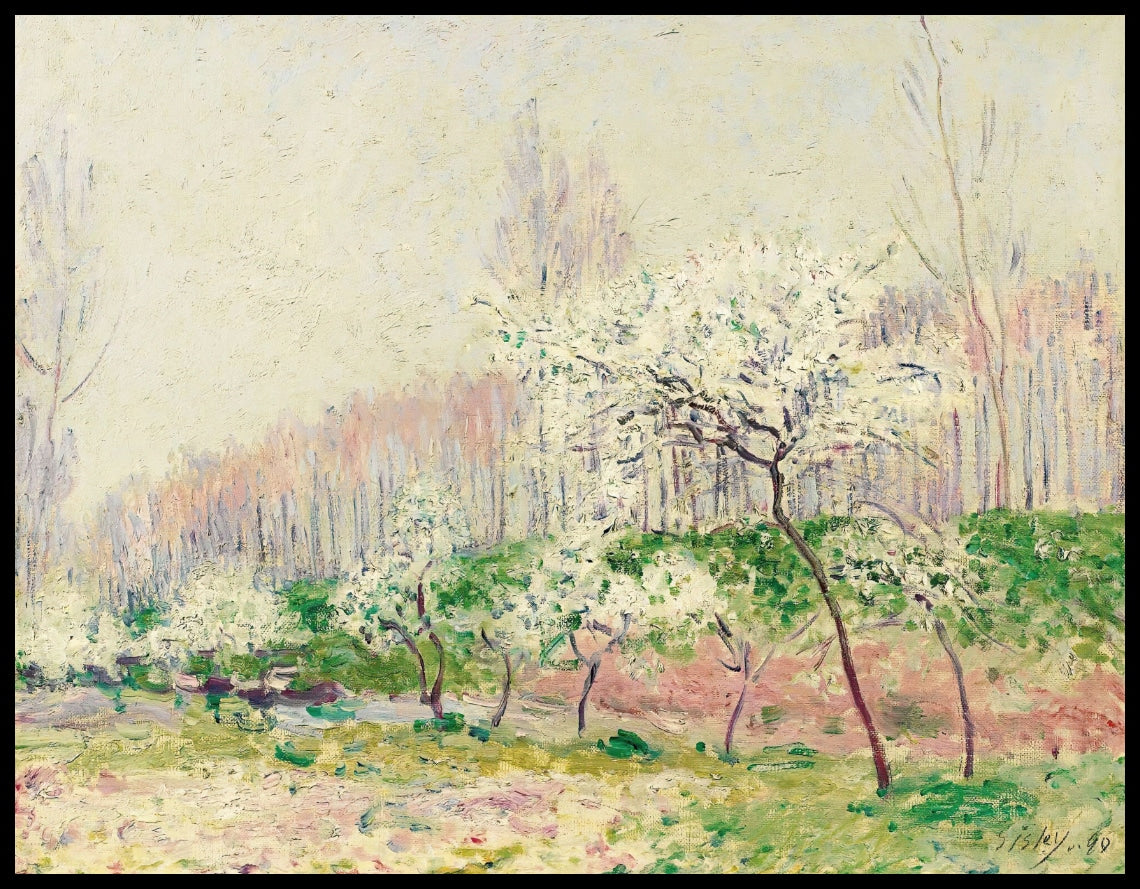 Pommiers En Fleurs A Louveciennes