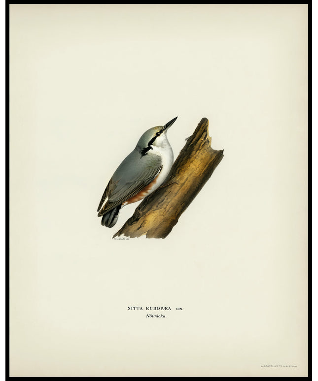 Sitta Europaea Poster