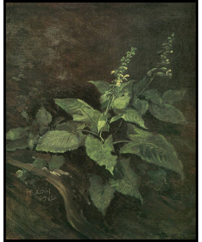 Studie nach Taubnesseln