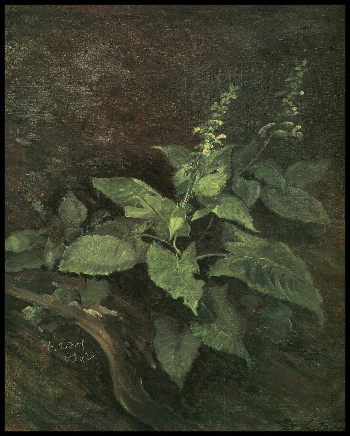Study after deadnettle