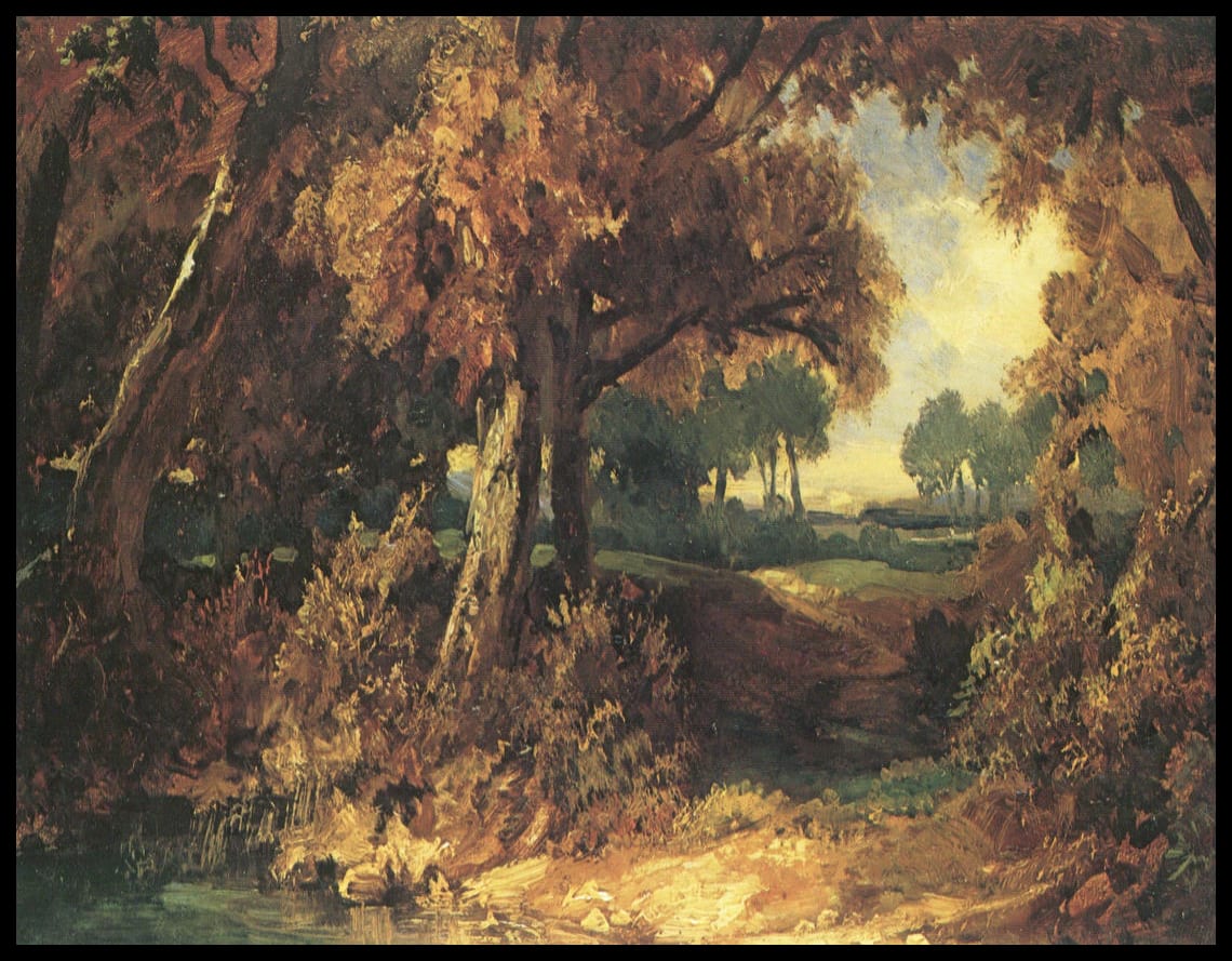 Paysage forestier avec de grands arbres à feuilles caduques
