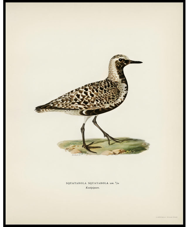 Squatarola Squatarola Poster