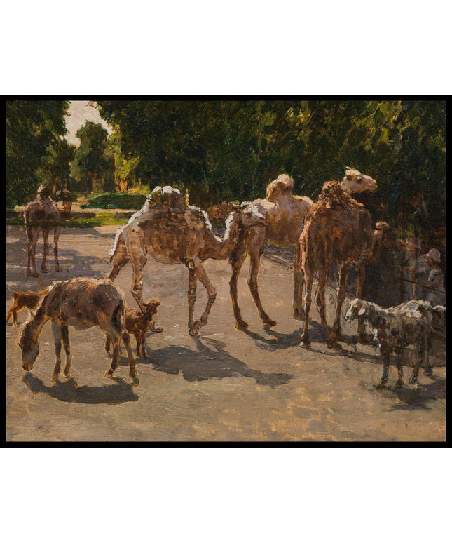 Dromedare im Tiergarten Schönbrunn