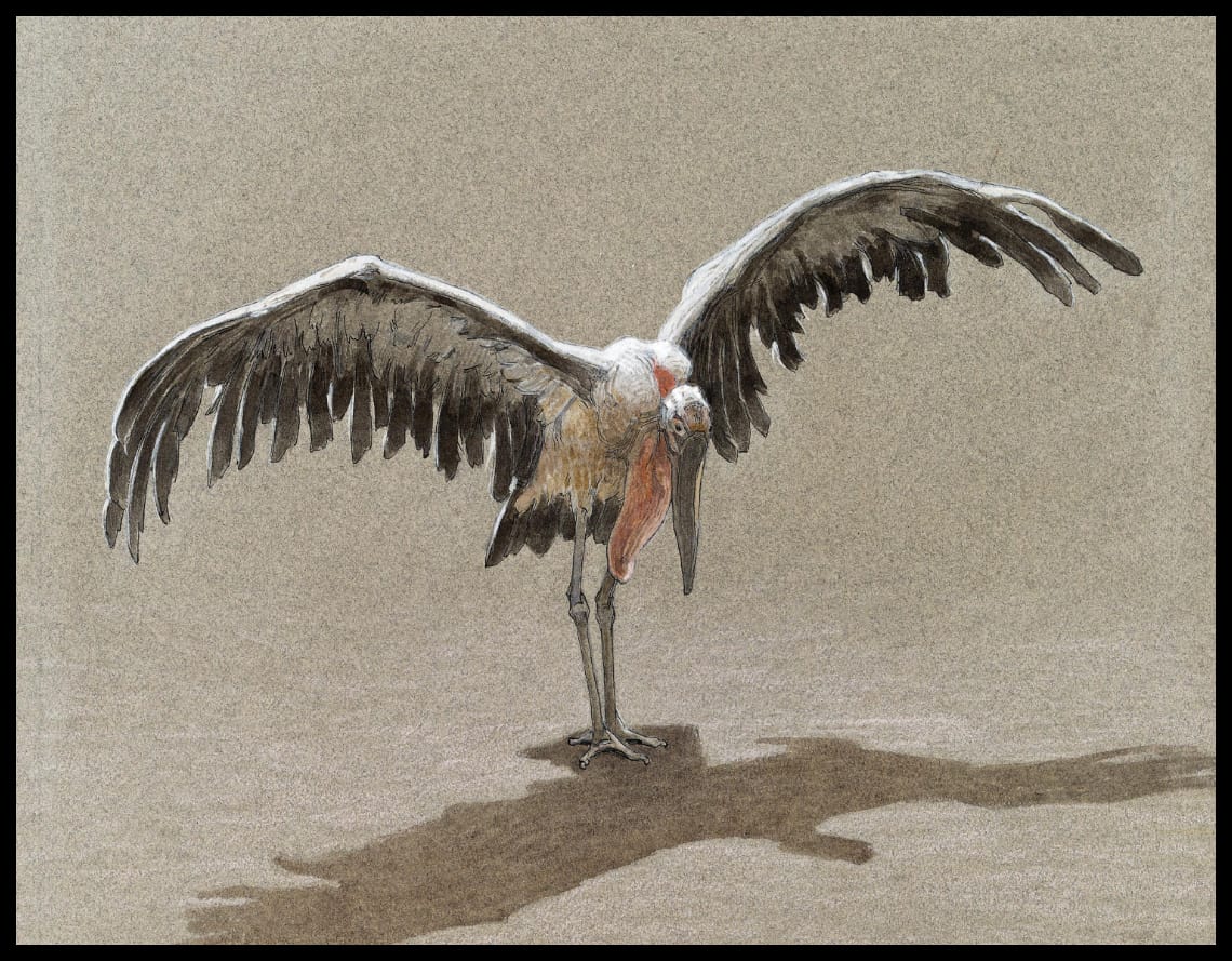 Marabou