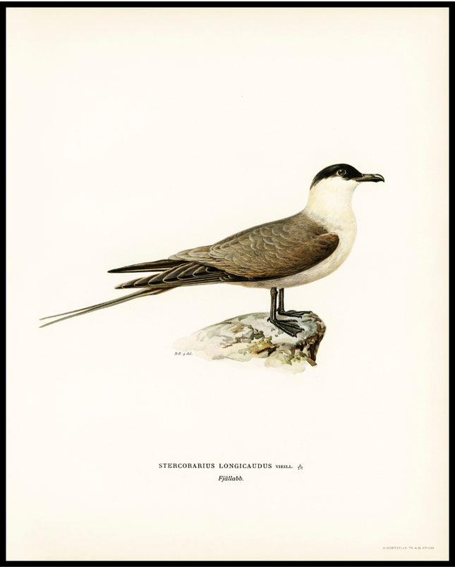 Stercorarius Longicaudus Poster