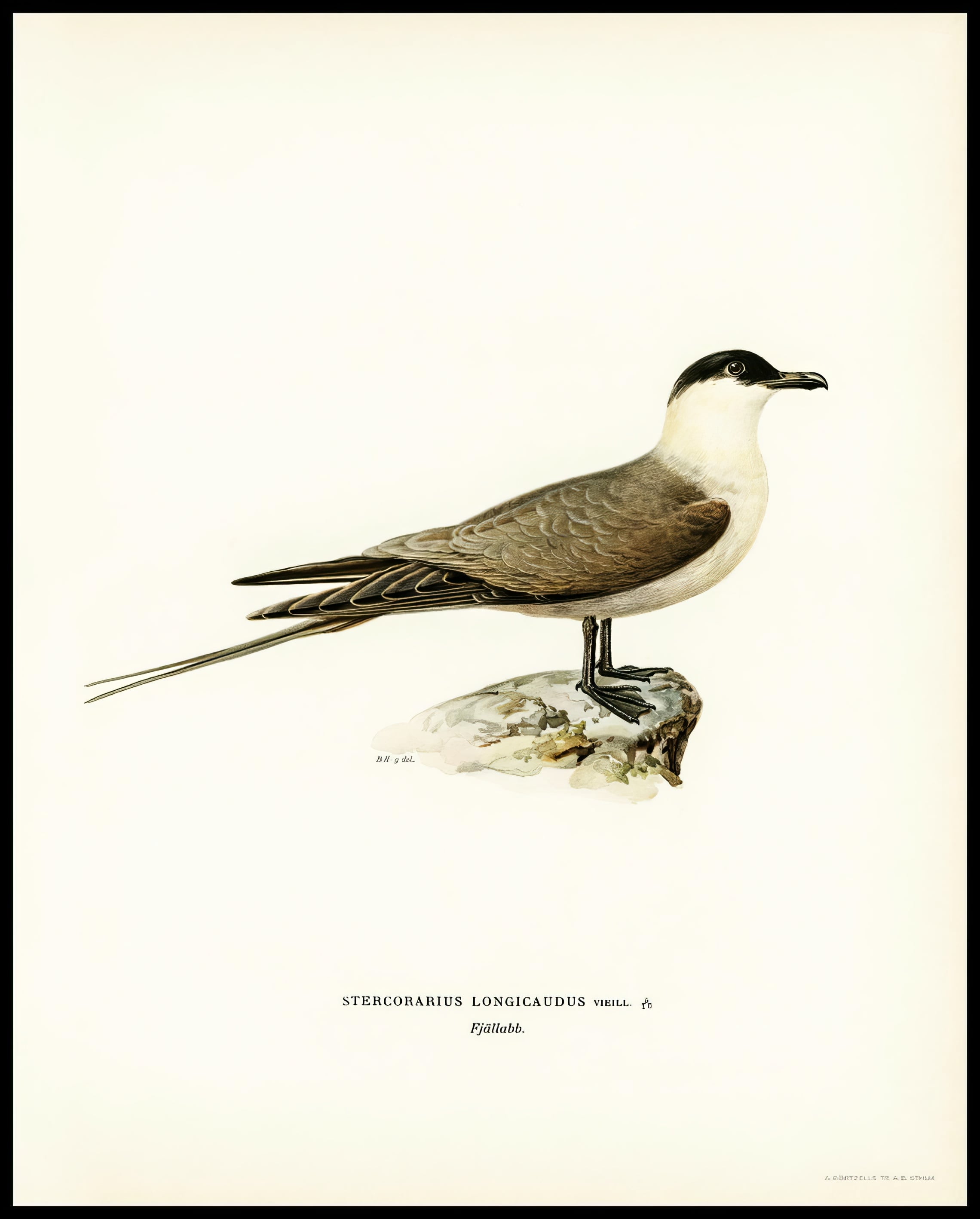 Stercorarius Longicaudus Poster