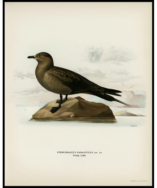 Stercorarius Parasiticus Poster