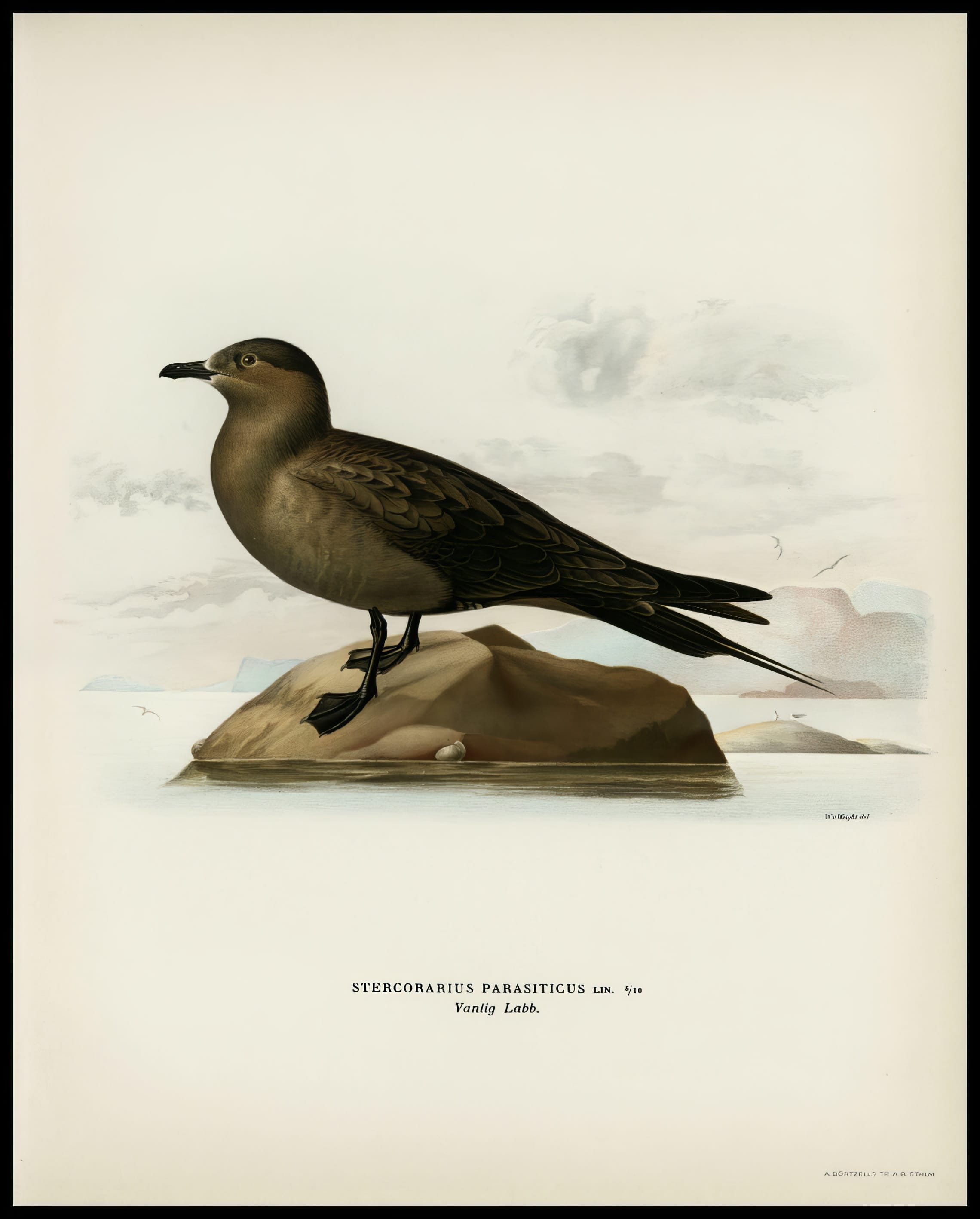 Stercorarius Parasiticus Poster